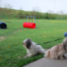 Agility - Hobby Kutyások részére (Fotó: Nagy Mária)