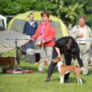 CAC kutyakiállítás (Fotó: Nagy Mária)