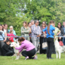 CAC kutyakiállítás (Fotó: Nagy Mária)