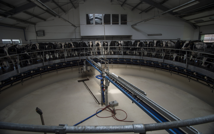 Telepkorszerűsítéssel a versenyképességért – Körforgó rendszerű fejőházat avatott a Mezort Zrt.