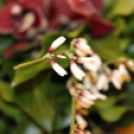 1956-os szellemi vetélkedő