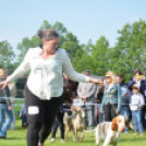 CAC kutyakiállítás (Fotó: Nagy Mária)