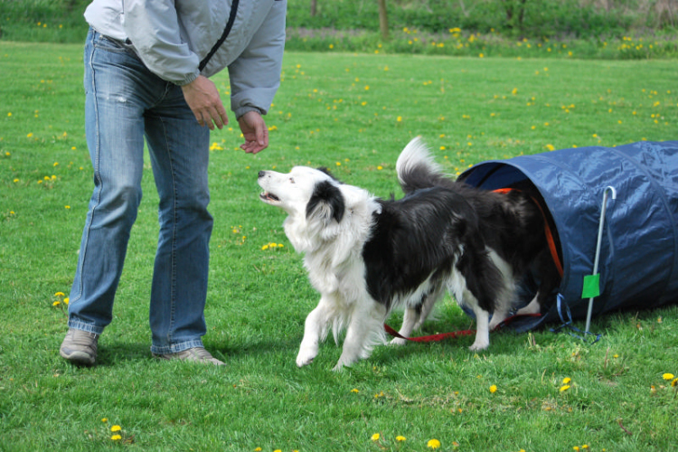 Agility - Hobby Kutyások részére (Fotó: Nagy Mária)