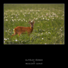 A Mosonmagyaróvári Fotó Egyesület online kiállítása