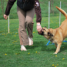 Agility - Hobby Kutyások részére (Fotó: Nagy Mária)