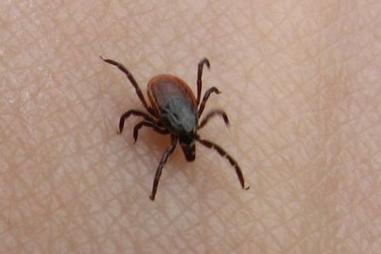 Elindult a kullancsinvázió