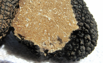 Magyarország a kontinens egyik legnagyobb szarvasgomba-exportőre 