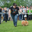 CAC kutyakiállítás (Fotó: Nagy Mária)