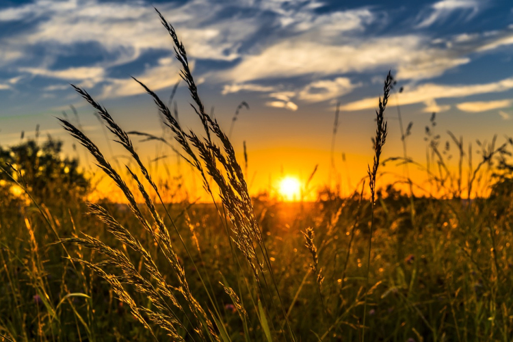 A lakosság bevonásával vizsgálták a nyári hőhullámok hatását az SZTE kutatói