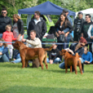 CAC kutyakiállítás (Fotó: Nagy Mária)