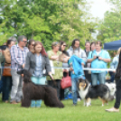 CAC kutyakiállítás (Fotó: Nagy Mária)