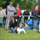 CAC kutyakiállítás (Fotó: Nagy Mária)