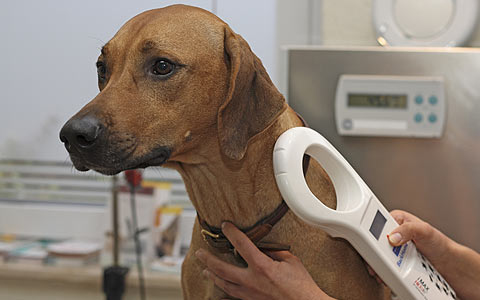 Lejárt a türelmi idő, ellenőrzik a kutyákat