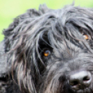 Az Ebuló Kutyaiskola interaktív kutyás bemutatója a Pillangó óvodában (Fotó: Stipkovits Veronika)