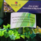 Virágzó Város Mosonmagyaróvár 2. nap (Fotó: Stipkovits Veronika)