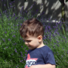 Az Ebuló Kutyaiskola interaktív kutyás bemutatója a Pillangó óvodában (Fotó: Stipkovits Veronika)