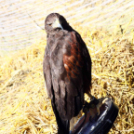  Szigetköz ízei, Vármegye borai Fesztivál 2. nap (Fotó: Stipkovits Veronika, Bánhegyi István)