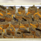 10. Országos könyvtári napok (Fotó: Horváth Attila)