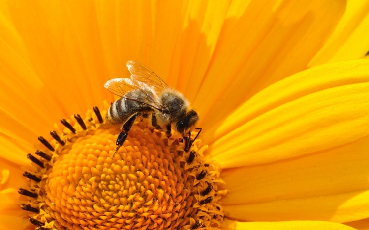 A darazsakat utáljuk, a méheket szeretjük, bár egyformán hasznosak