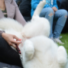 CAC kutyakiállítás (Fotó: Nagy Mária)