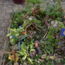 VI. Apró kezek, Csodakertek Gyermek Kertépítő verseny (Fotó: Bánhegyi István)