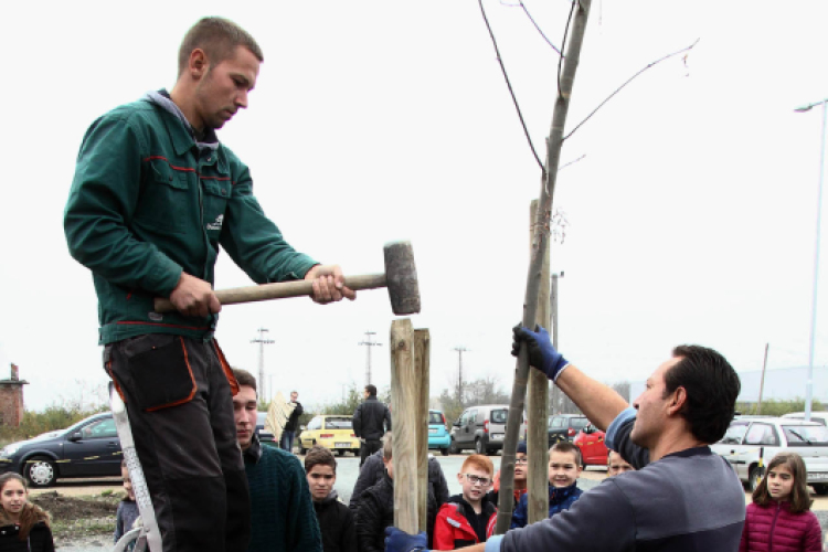 Kőrisfacsemetéket ültettek a diákok a Nolato Magyarország Kft telephelyén
