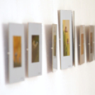 A gombák csodálatos világa Kiállítás