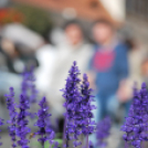 Szent Mihály napok (Fotó: Nagy Mária)