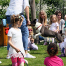 Az Ebuló Kutyaiskola interaktív kutyás bemutatója a Pillangó óvodában (Fotó: Stipkovits Veronika)