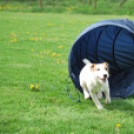 Agility - Hobby Kutyások részére (Fotó: Nagy Mária)