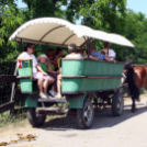 Pillangó Óvoda lovas nap és piknik (Fotó: Stipkovits Veronika)